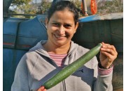 TELEGRAPH CUCUMBER LARGE  -  Each  Pukekohe Grown